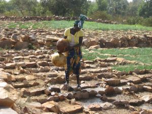 coltivatrice di scalogno