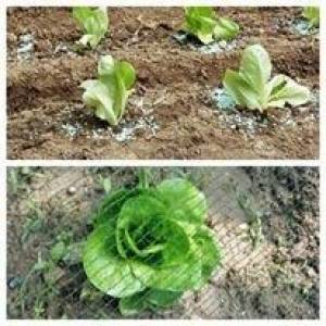 Agrobarrera