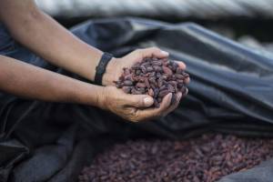 Promoción de cadenas agroalimentarias orgánicas con cooperativas indígenas de la Amazonía peruana